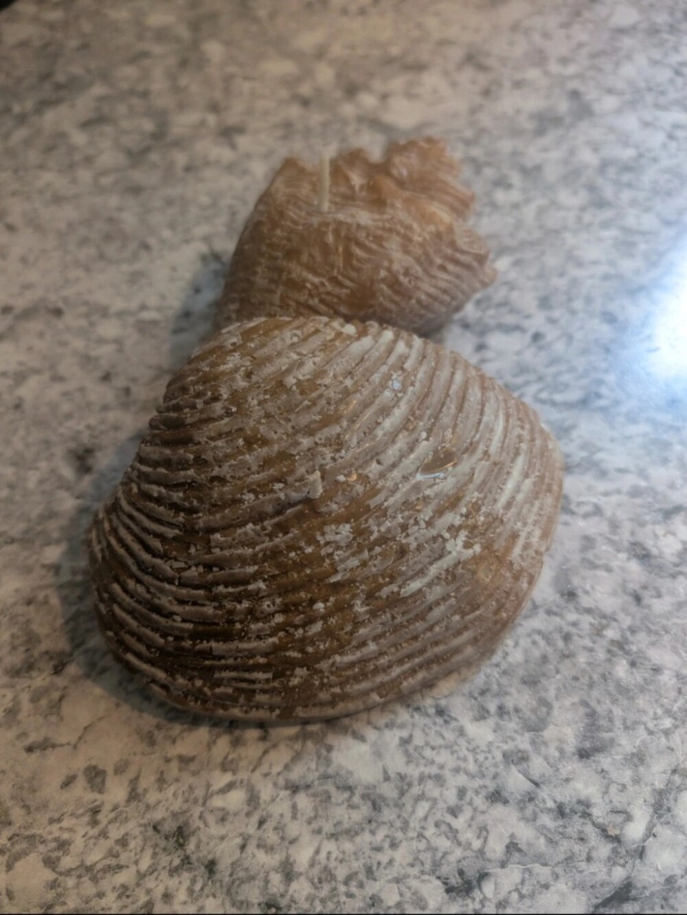 Sea Shell Candles 🐚 - Picture 3 of 5